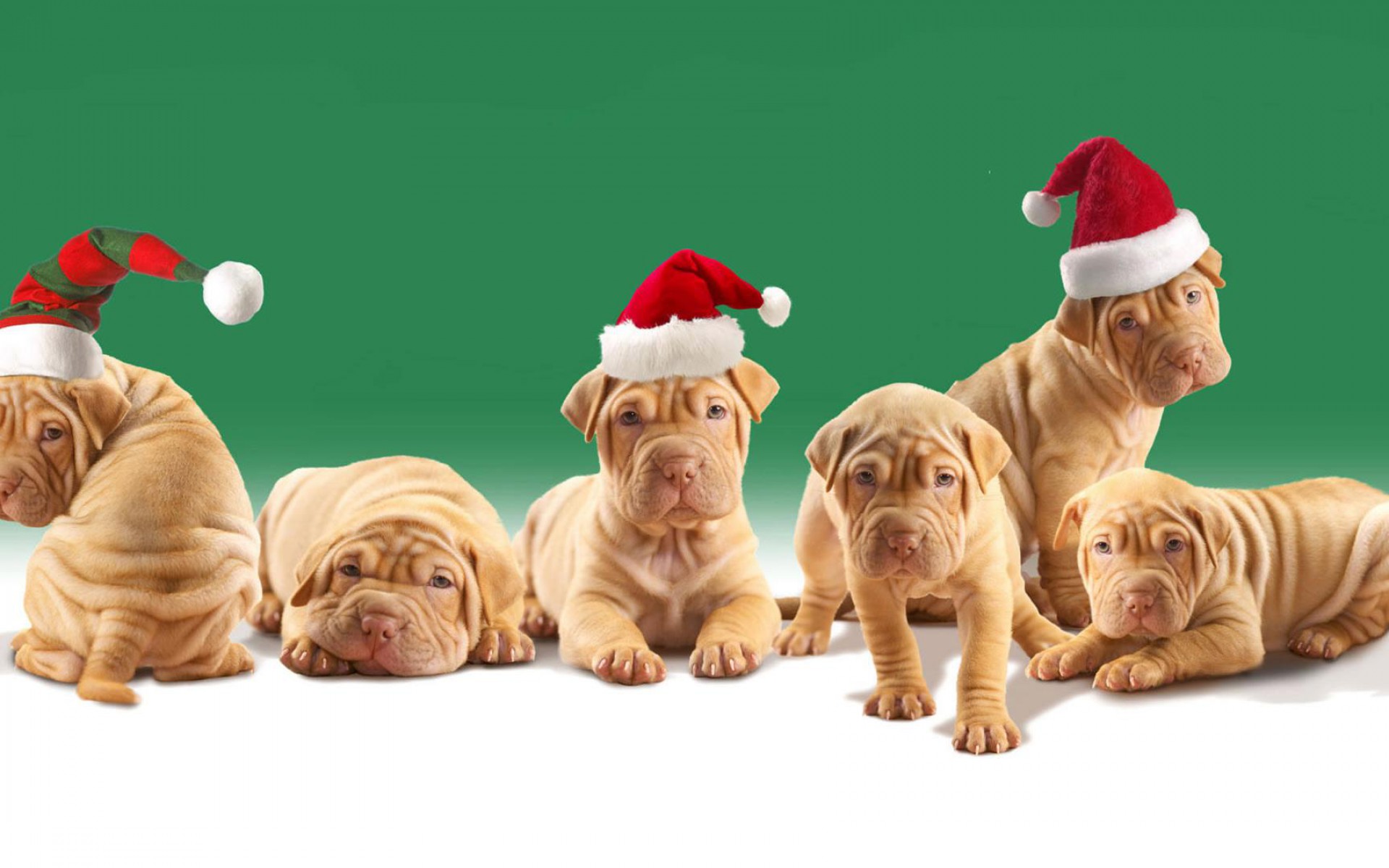 Christmas Puppy Desktop Wallpaper HD