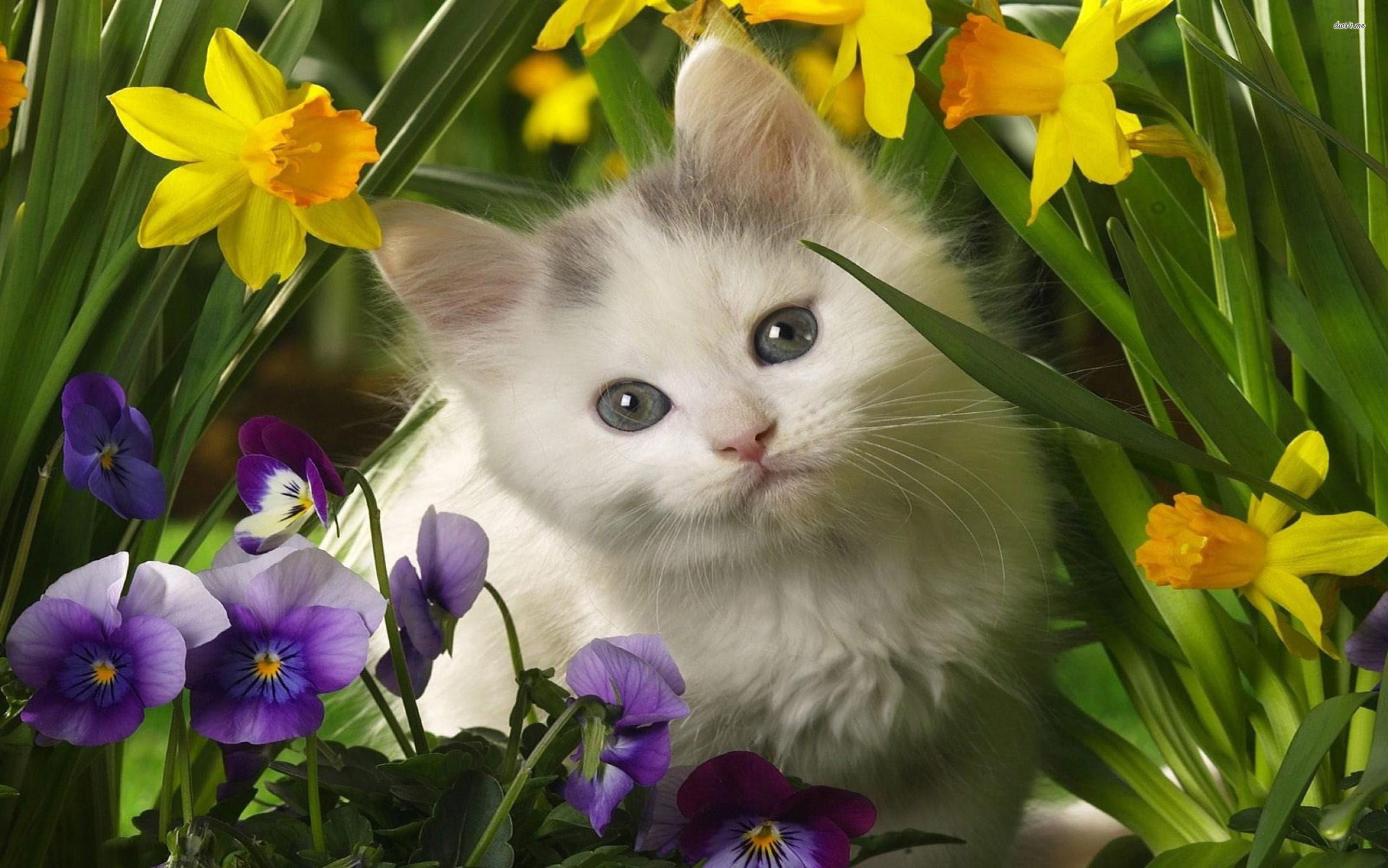 A fluffy white kitten sits among colorful pansies and daffodils, its bright blue eyes looking curiously at the viewer