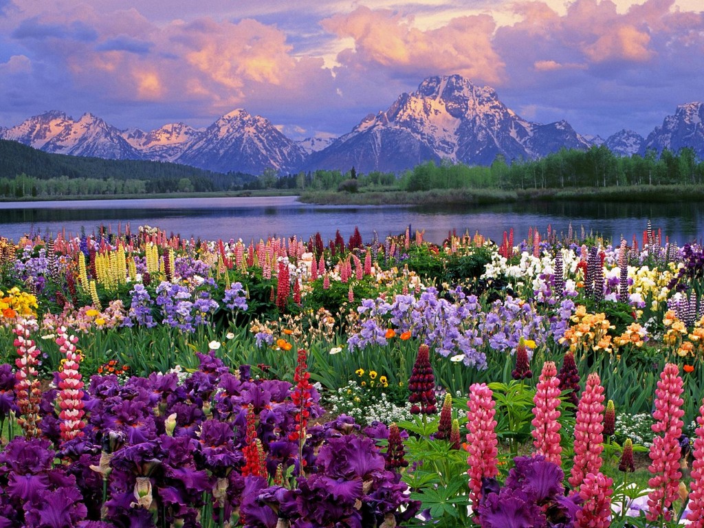 Grand Teton And Wildflowers Wyoming Desktop Wallpaper