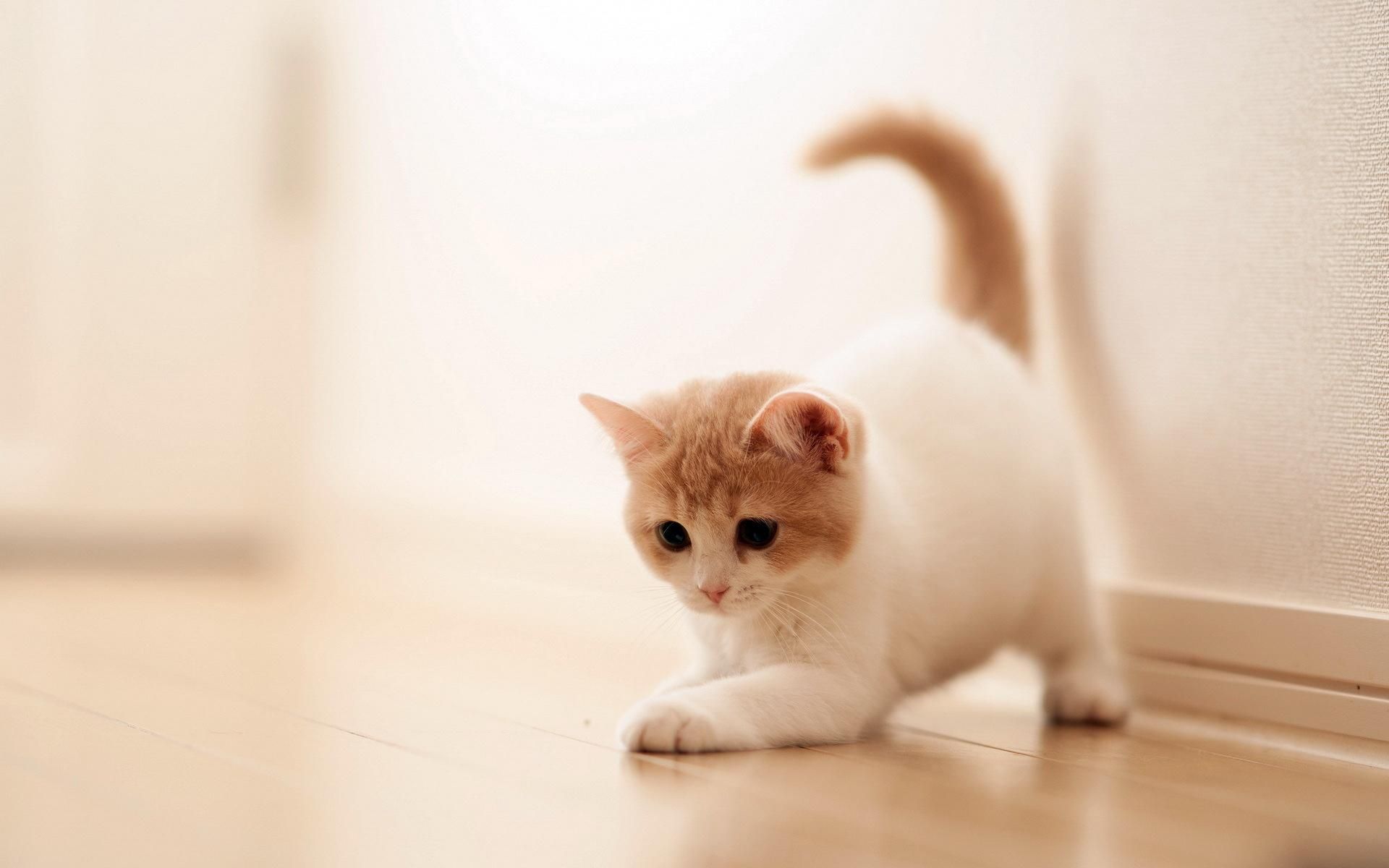 Free download New Cats Wallpapers Download 79 Cute Cat Pics HD ...