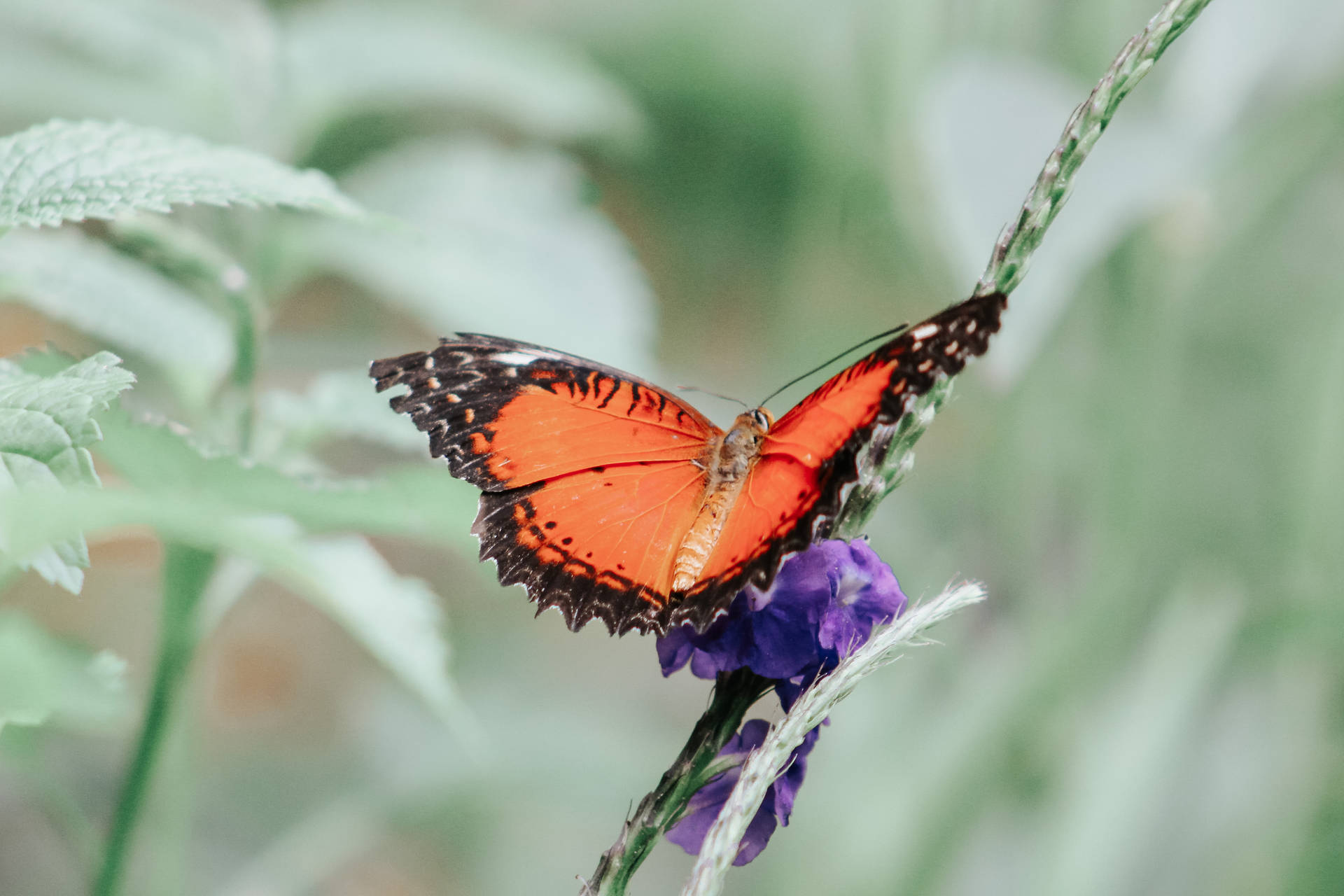 Aesthetic Butterfly Wallpaper