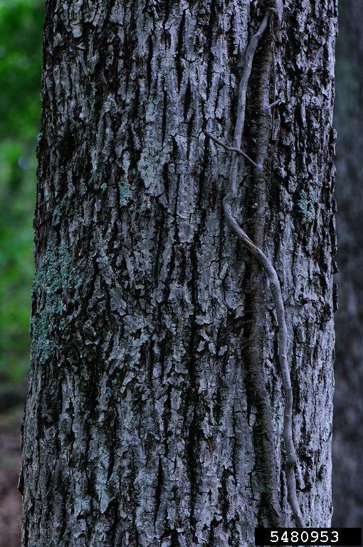 Mockernut Hickory Bark Search Pictures Photos