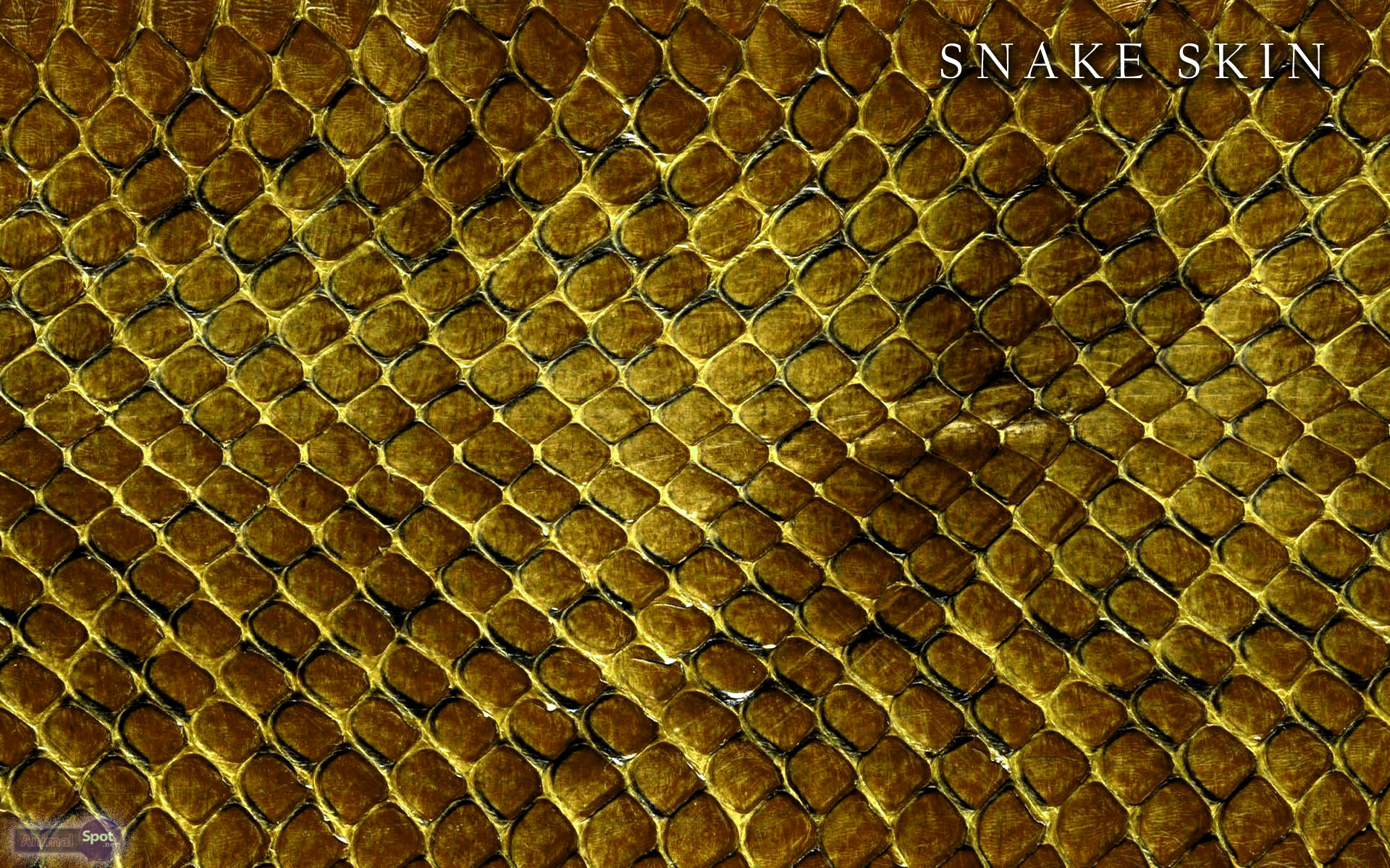 Wallpaper Leopard Snake Background