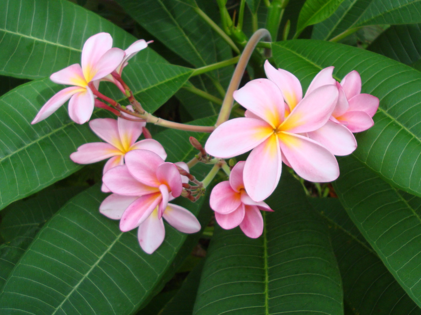Plumeria onlyfans