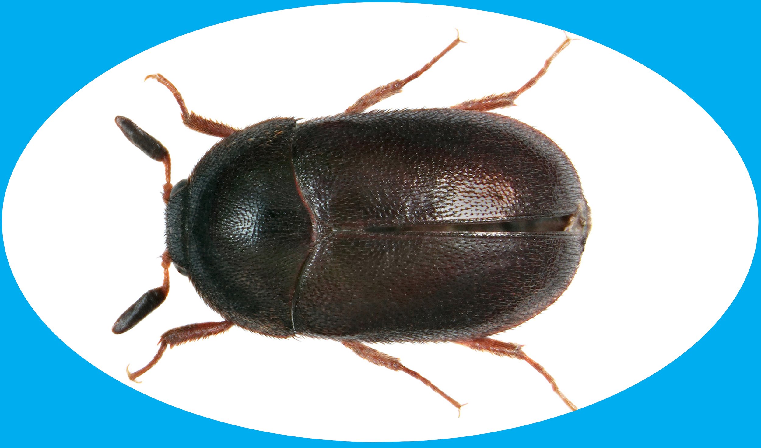 Black Carpet Beetle Wallpaper