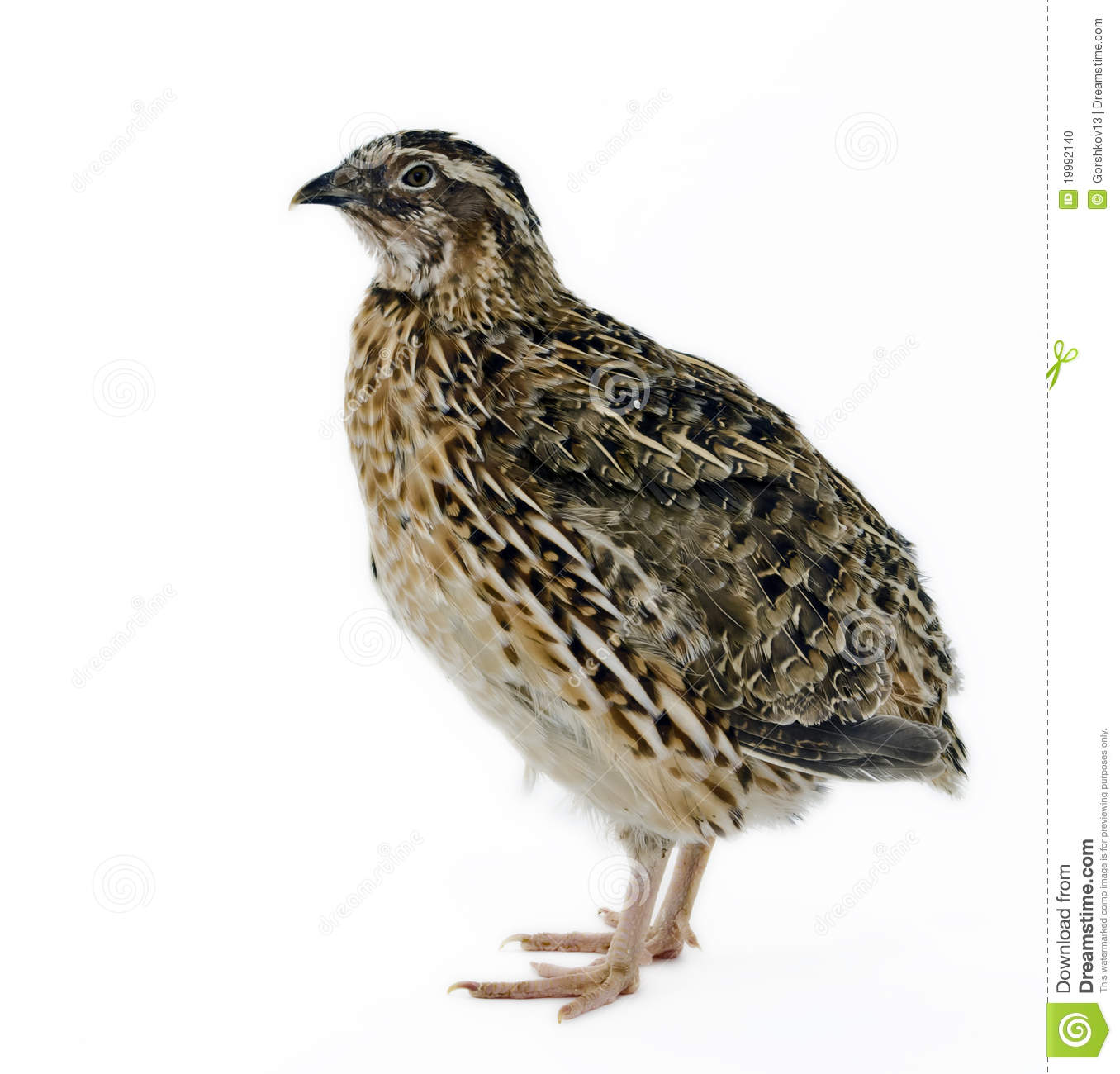 Search Results For Quail White Background
