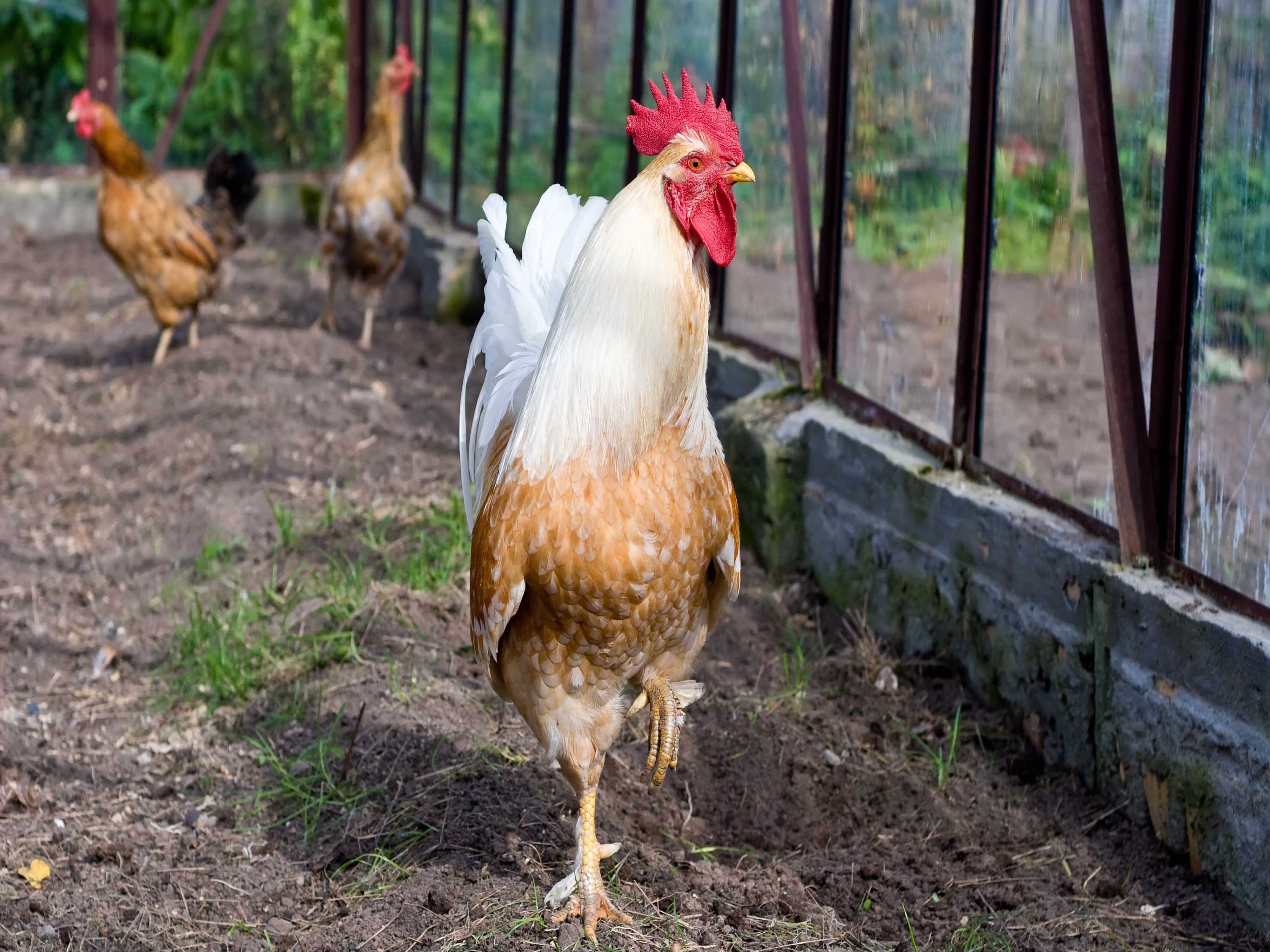 Free Download Chicken Wallpaper Hd By Bbrown59 WallpaperSafari JO5UDx