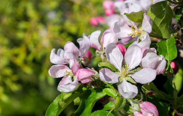 Wallpaper Spring The Apple Tree Blossom Close Up Flowers