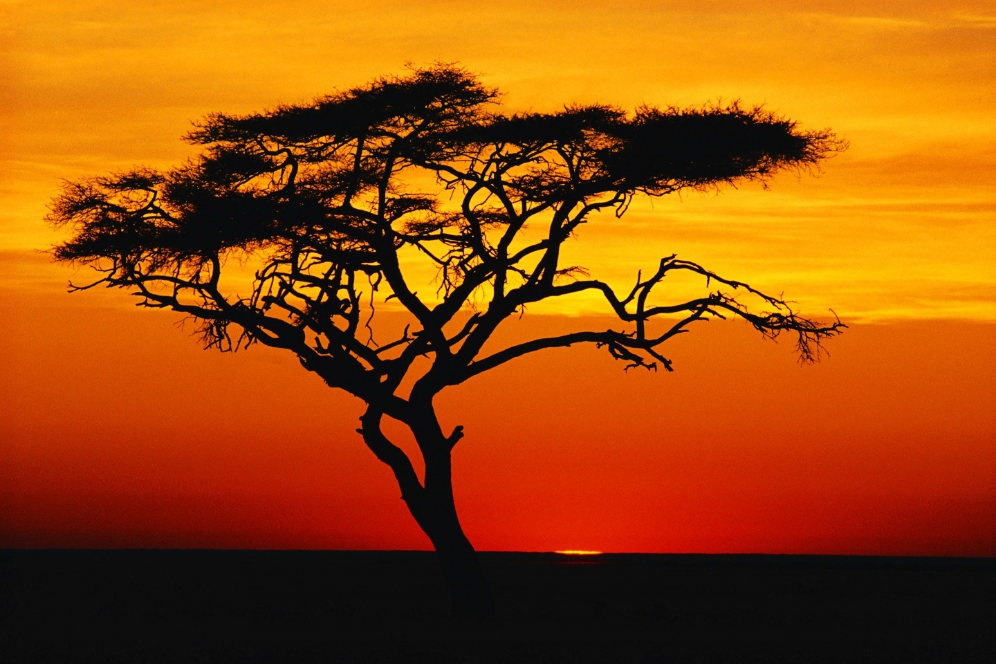 Savana Tree Sunset Wallpaper Computer Nature
