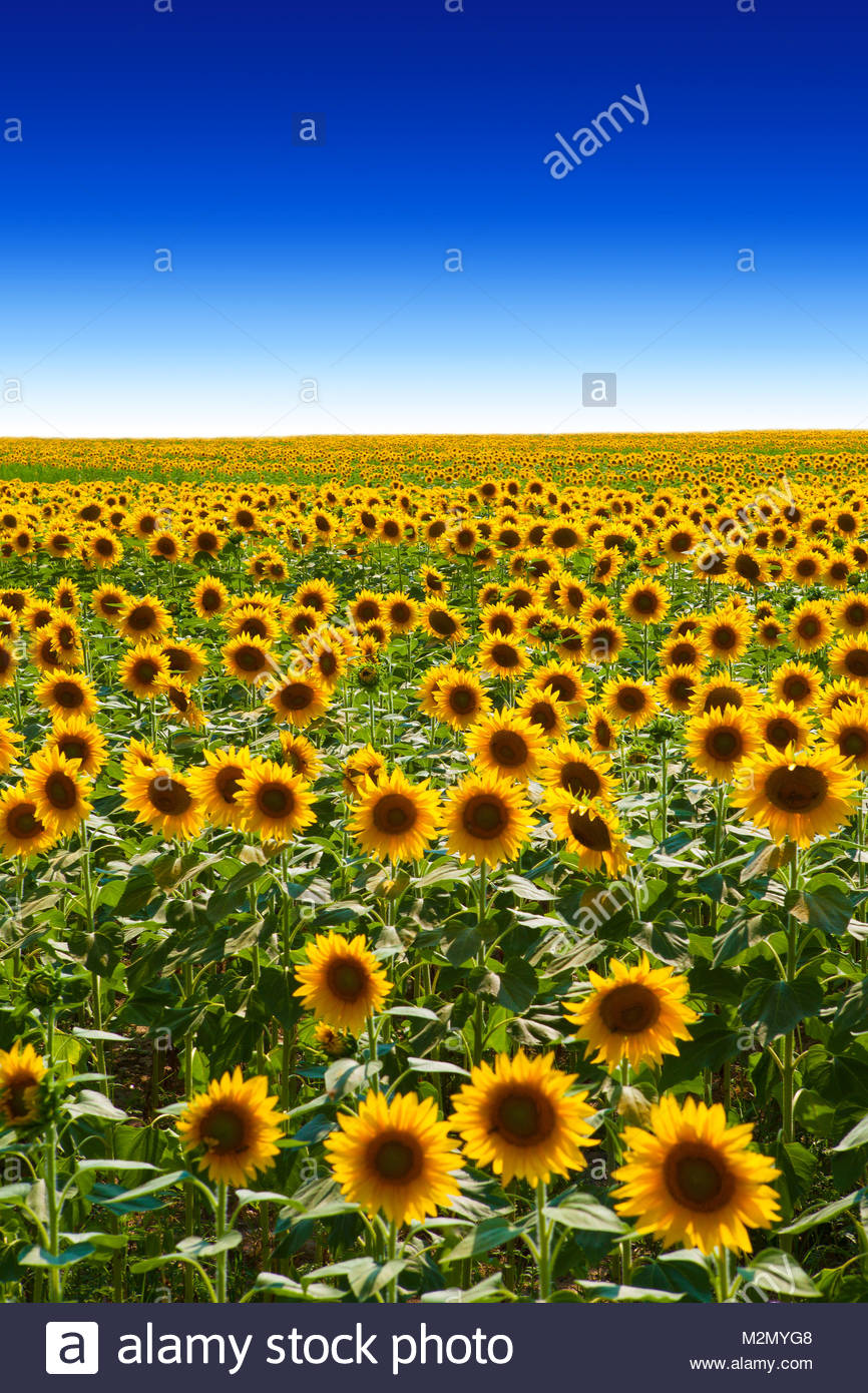Sunflower Field Background Stock Photo