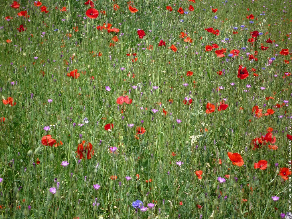 Fond Ecran Giverny Prairie Dans Photo Fleur Coquelicot