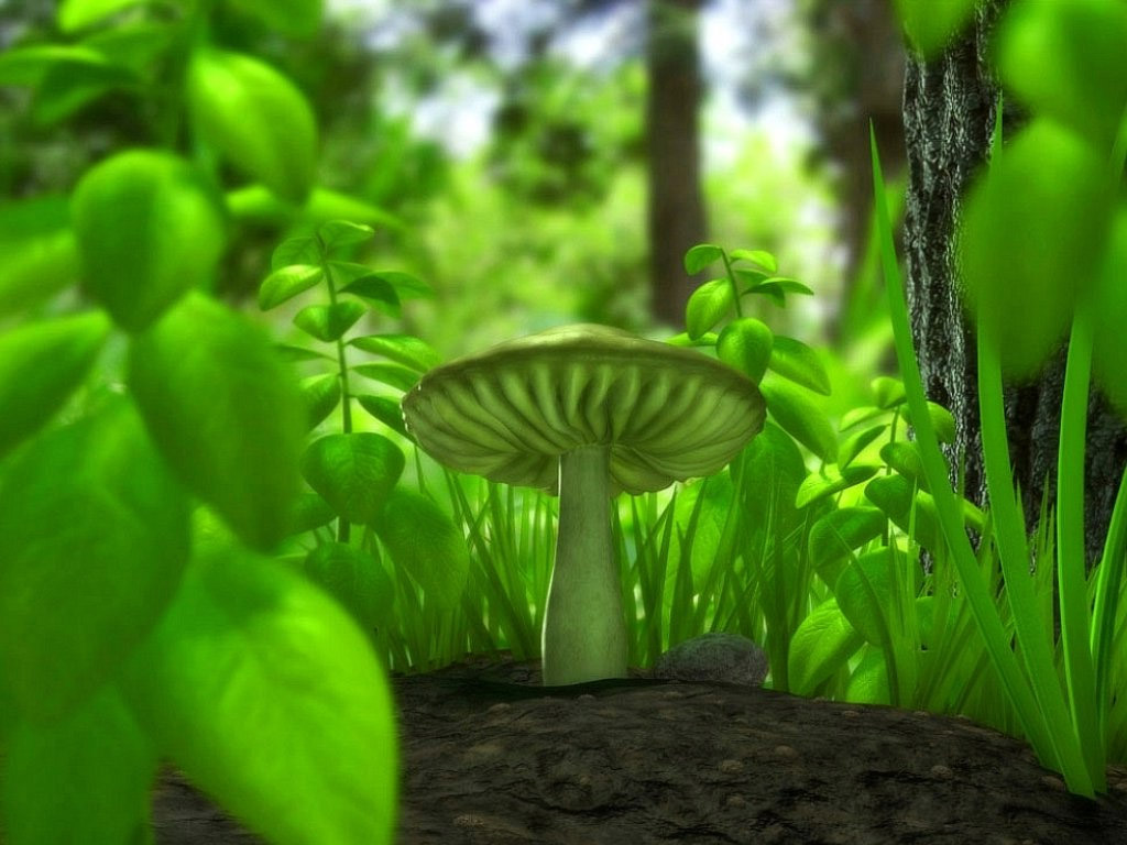 Pictures forest mushroom 1 hd desktop wallpaper widescreen mobile
