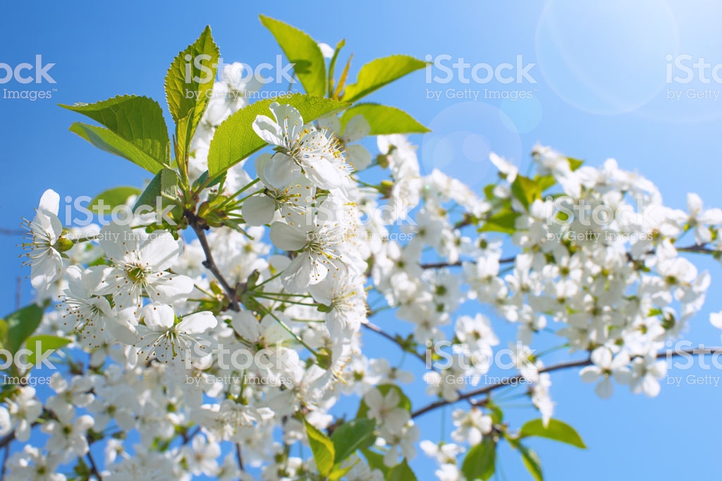 Springtime Flowering Peach Branch On Blue Sky Background Abstract