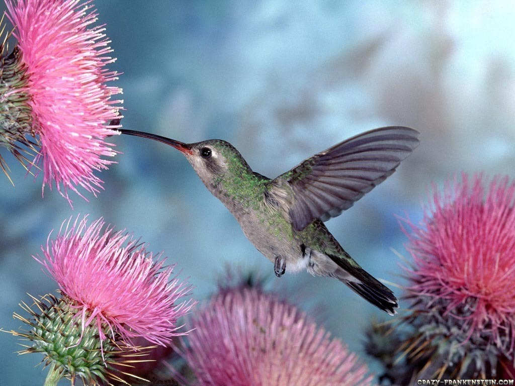 Bird Wallpaper Hummingbird