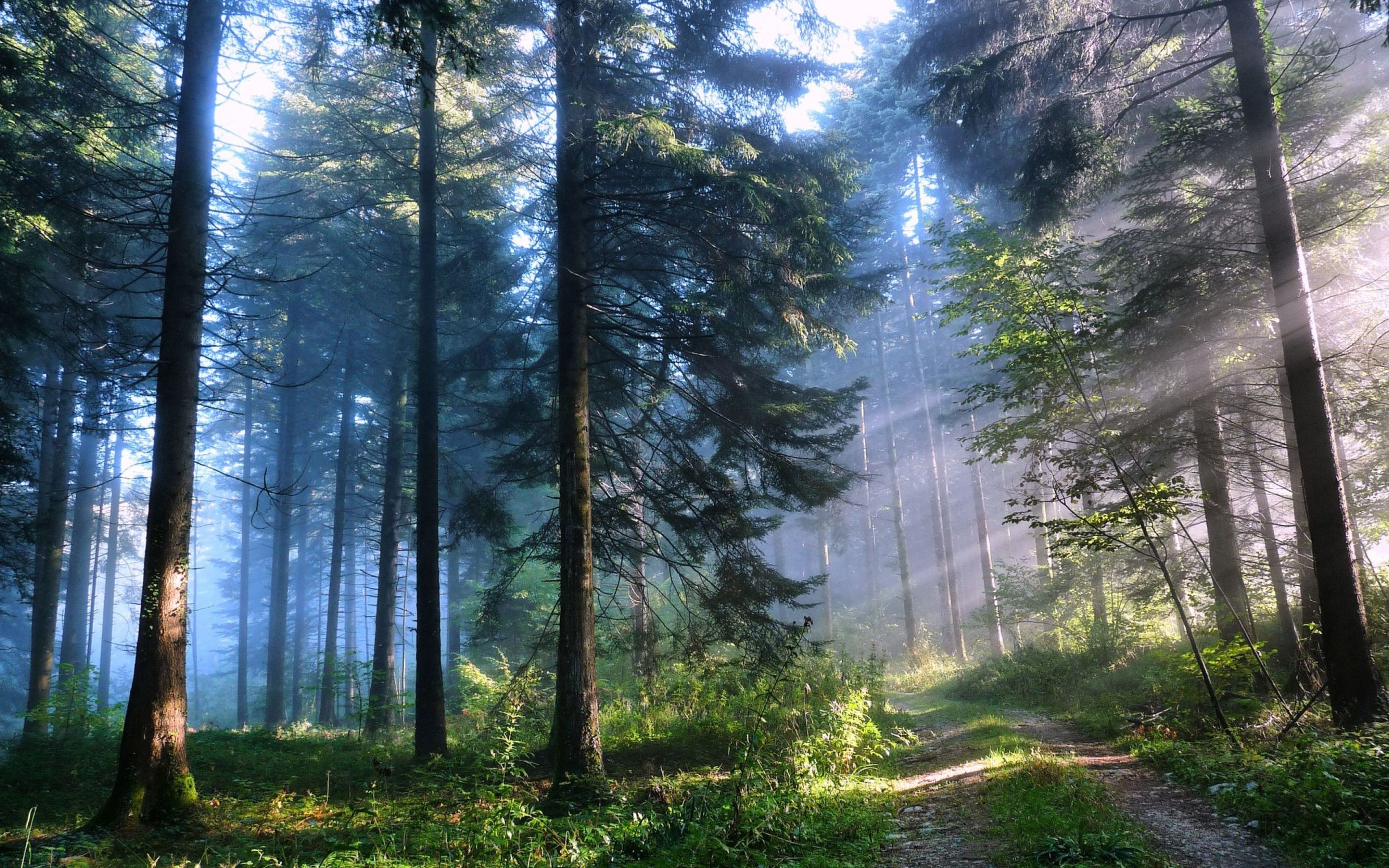 Nature Trees Forest Road Wallpaper HD