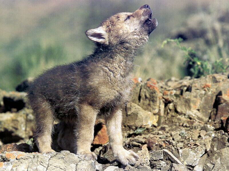 Wolf Cub Animals Wallpaper Image With Wolves