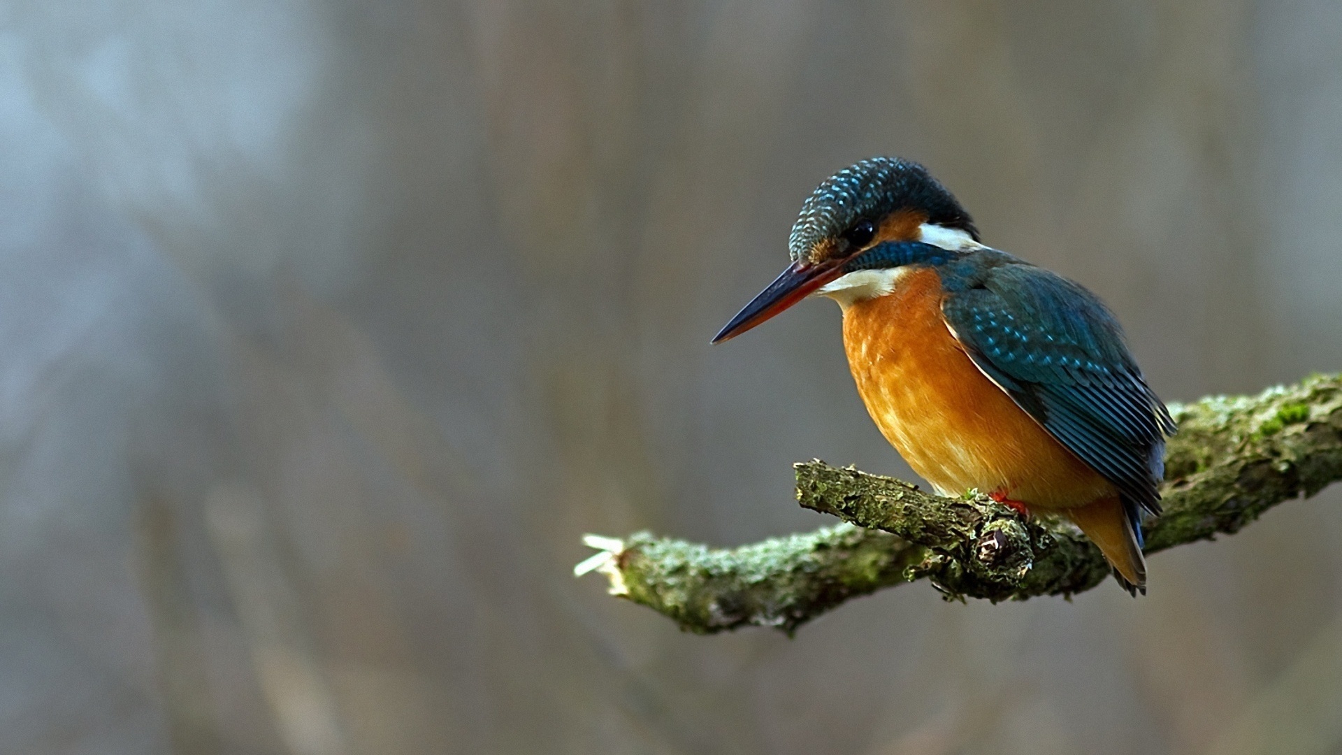 Lonely Kingfisher Full HD Wallpaper