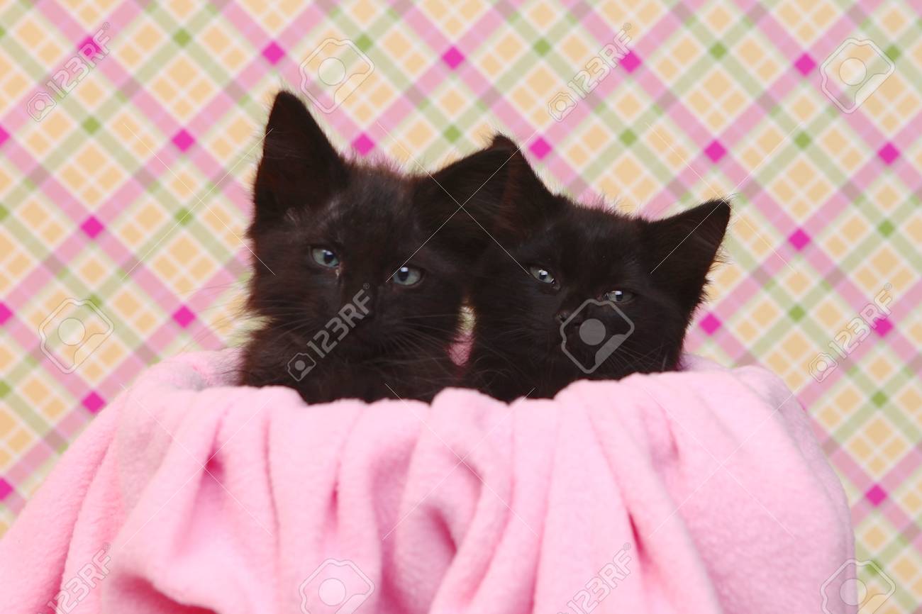 Two Cute Black Kittens On Pink Pretty Background Stock Photo