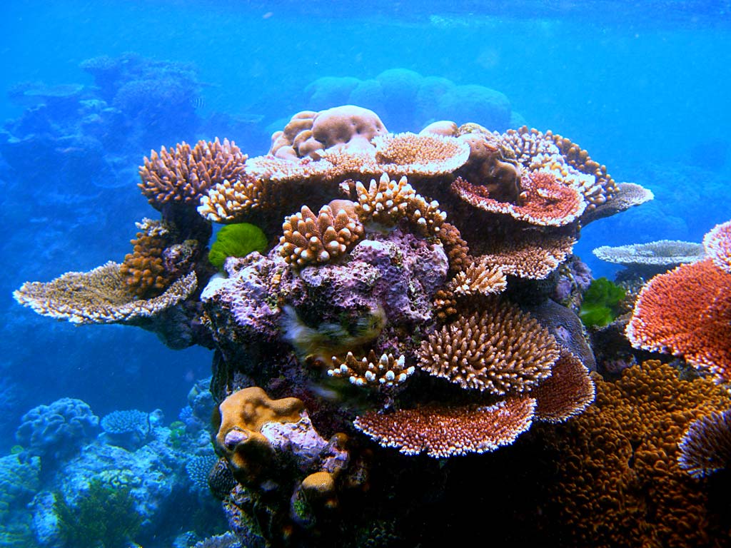 great barrier reef  corals wallpaper 1024 x 768 Wallpaper