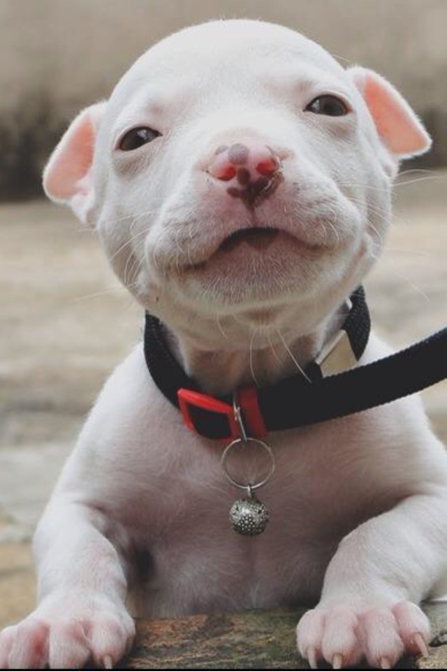 Cute Baby Pitbull Pikdit