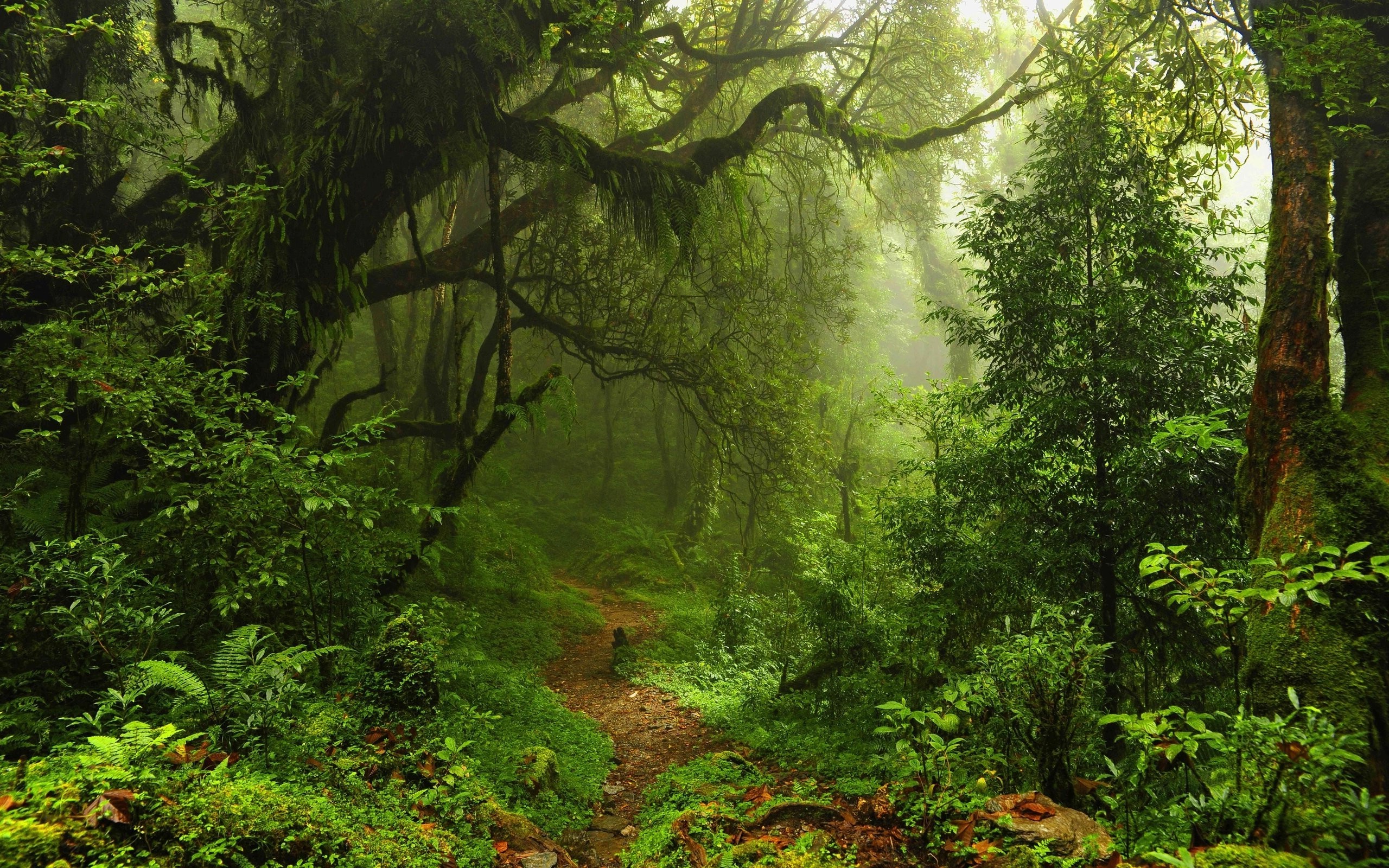 Rainforest Background Wallpaper