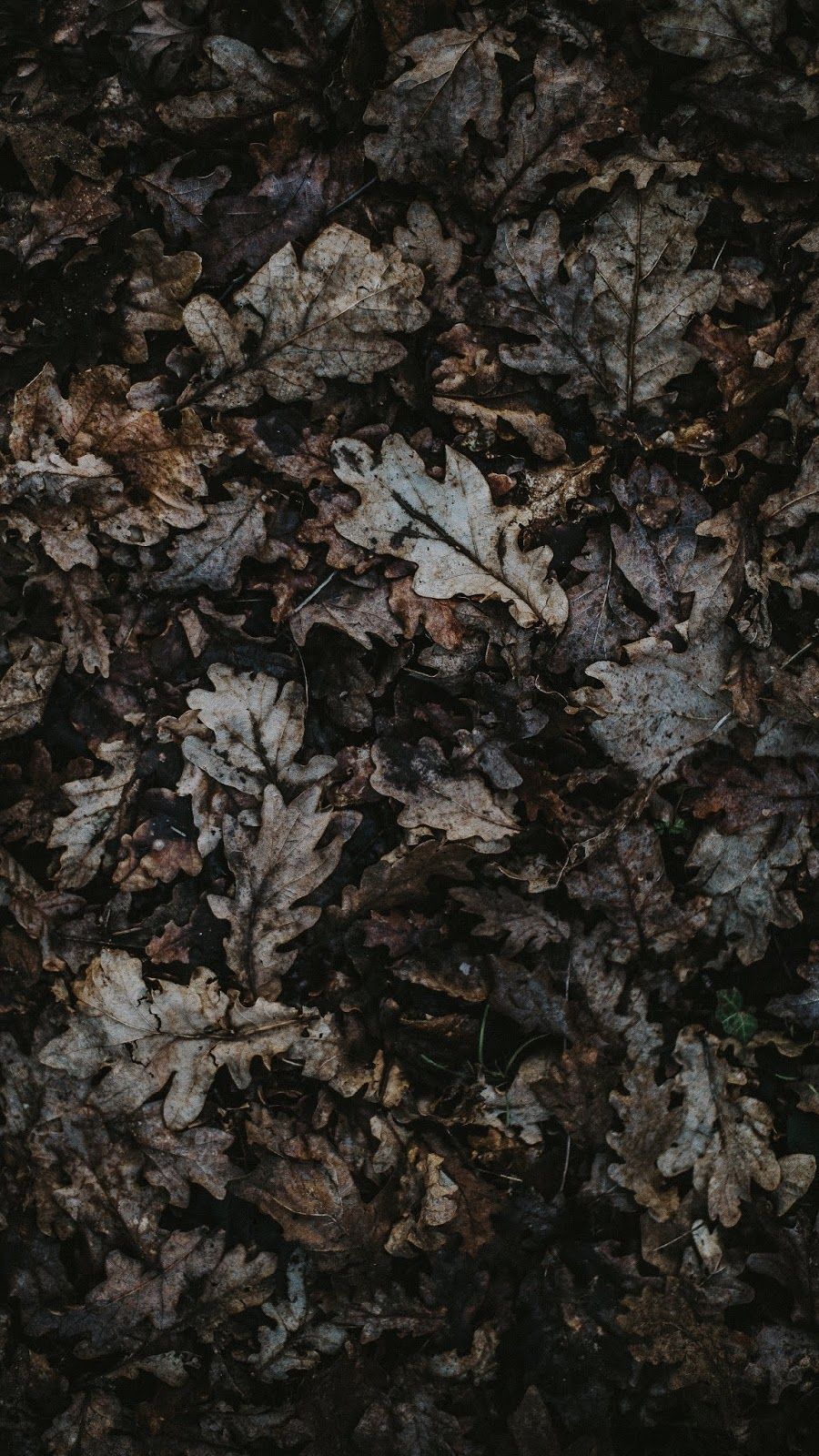 Oak Leaves Autumn Phone Background Wallpaper 4k