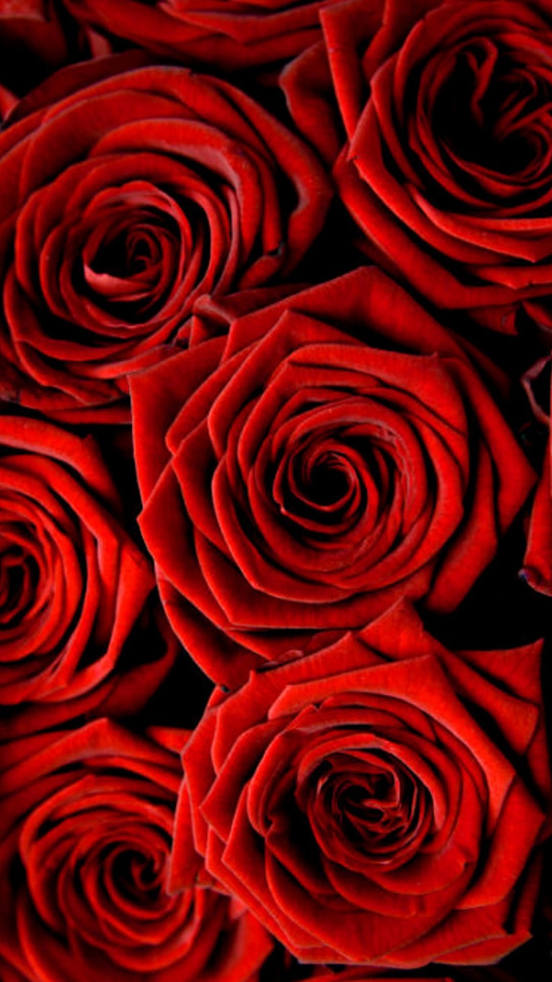 White Rose Wallpaper iPhone
