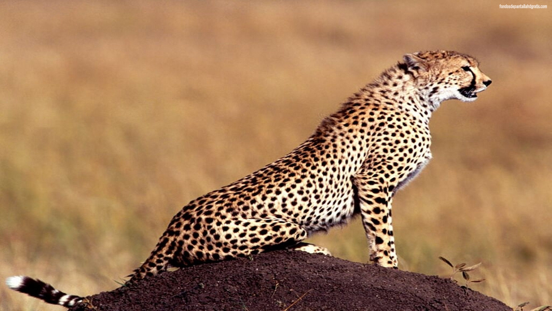 Descargar imagen cheetah exotic animal hd widescreen Gratis 10156 1920x1080