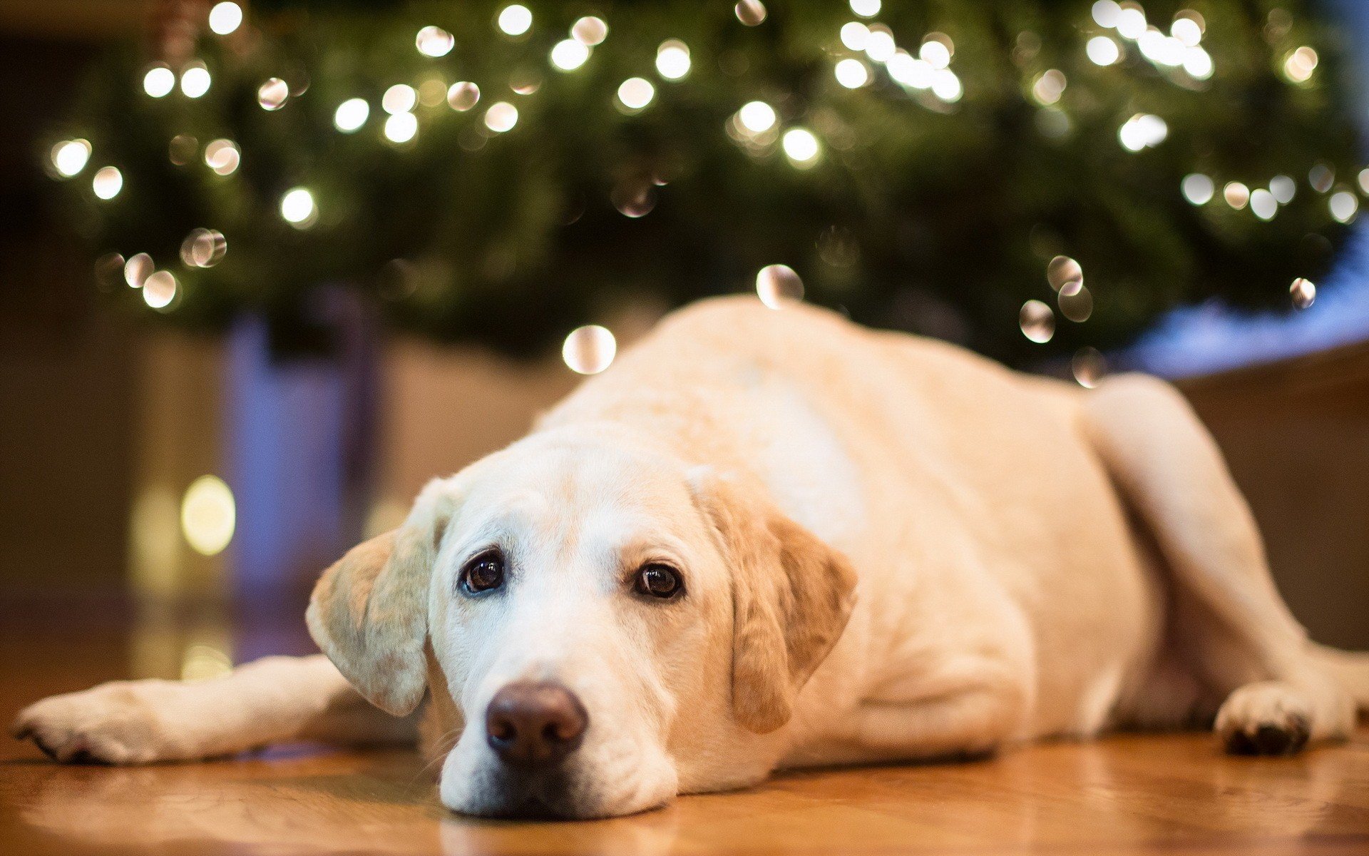 Animals Home Dogs Christmas Lights Labrador