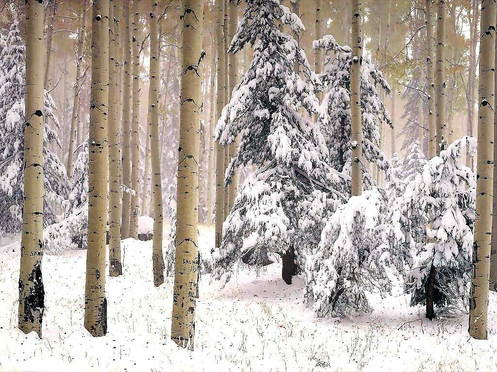 Arizona Winter Woods Scenic Wallpaper Image Featuring Snow