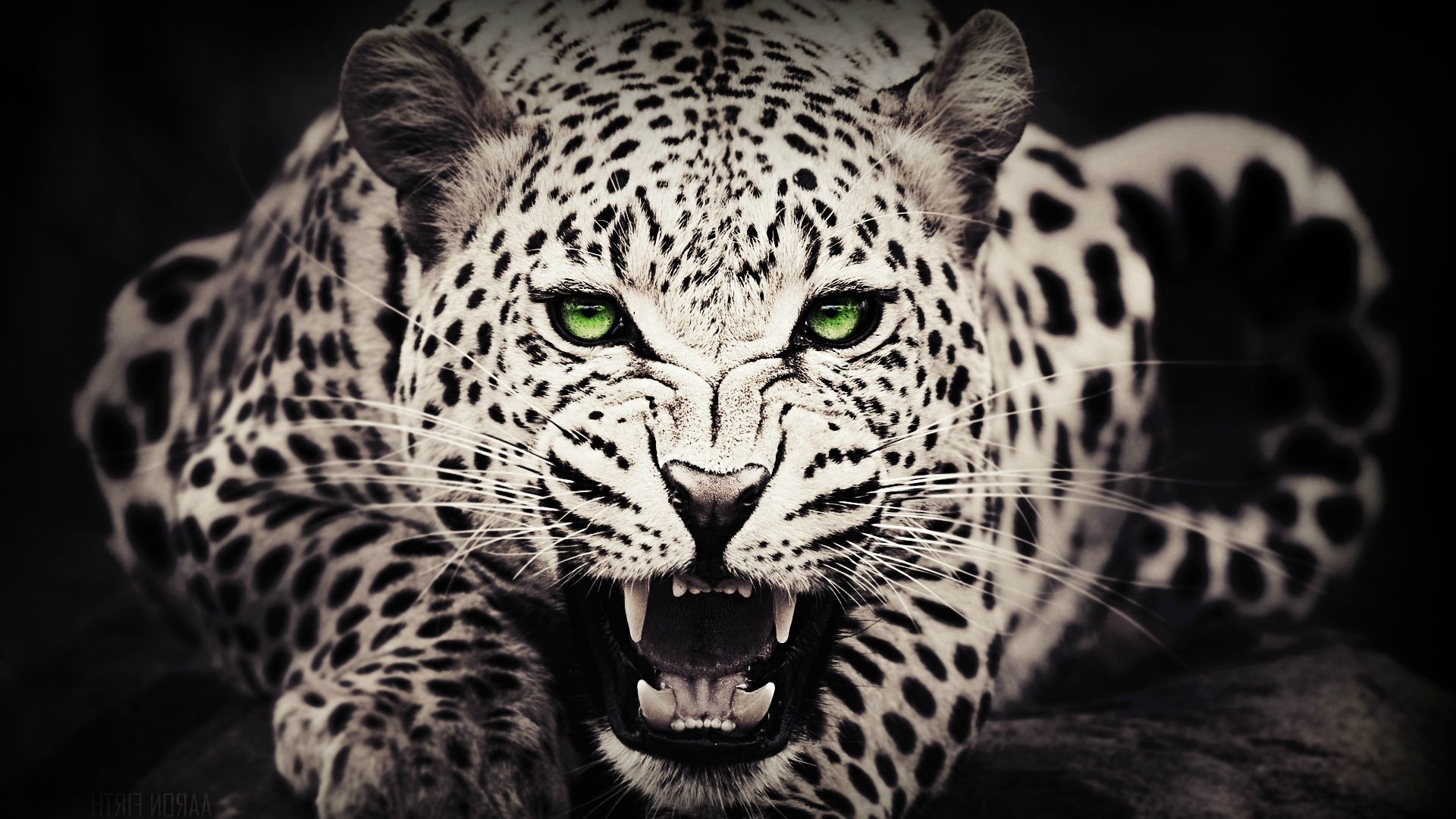 animals Green Eyes Leopard Wallpapers HD Desktop and