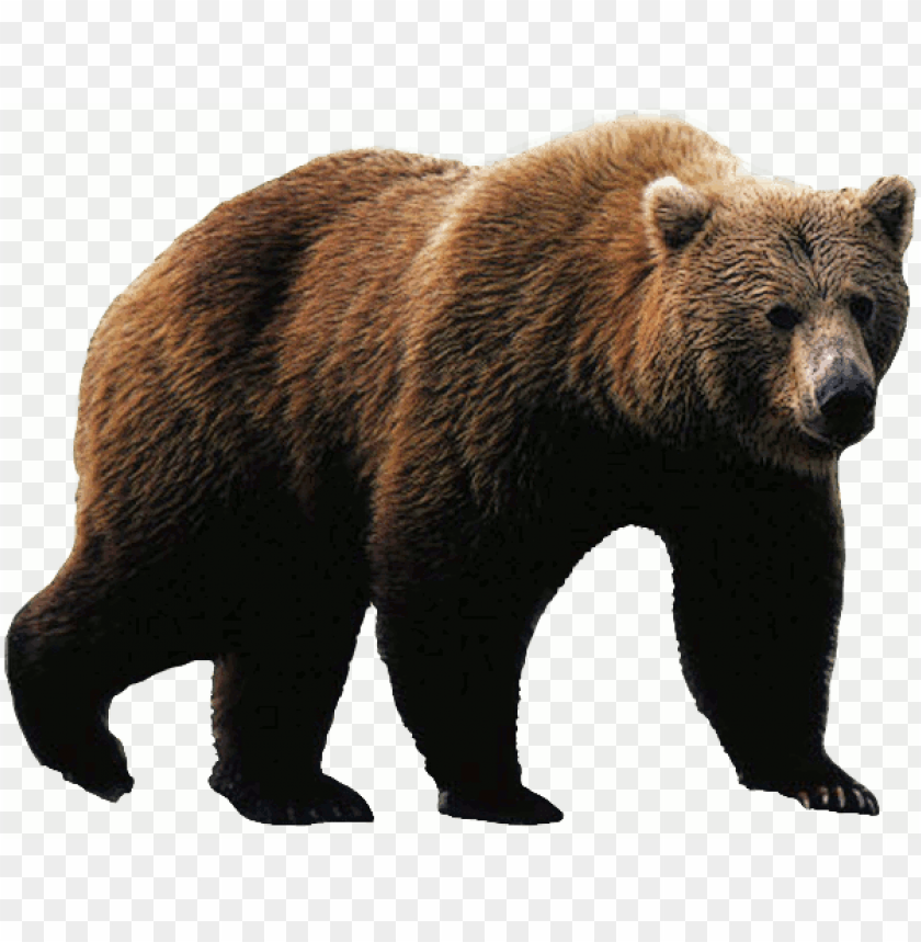 Rizzly Bear Png Grizzly Image With Transparent