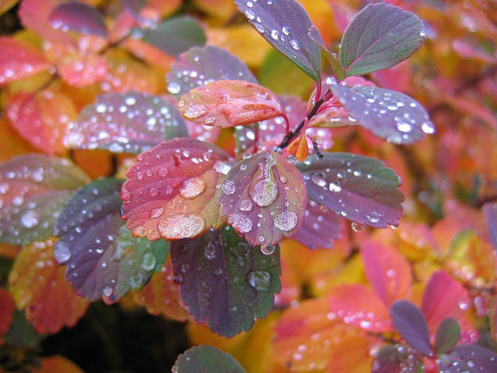 Rain Drops On Colorful Leaves Wallpaper All