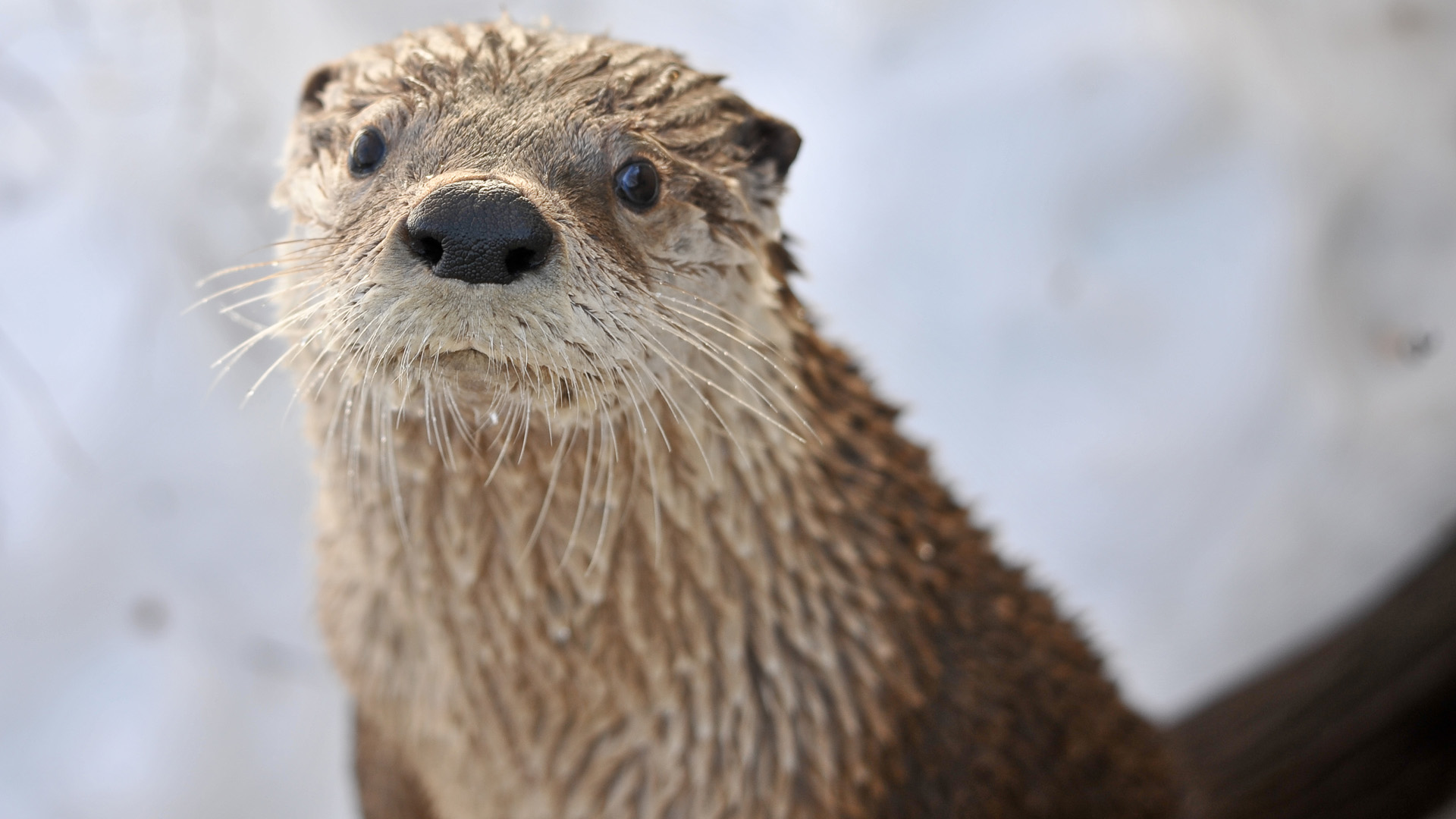 Otter Full HD Wallpaper And Background Id