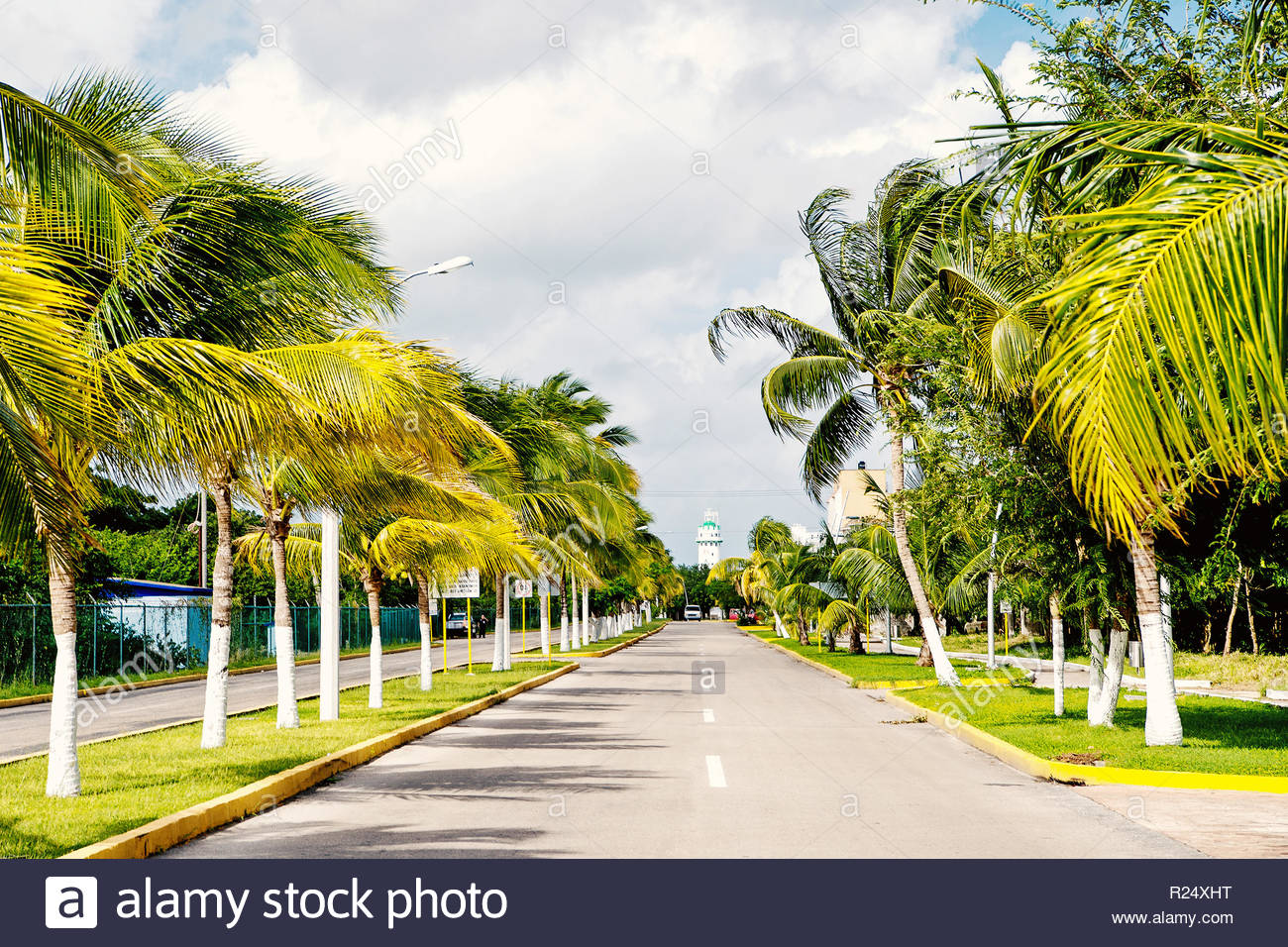 Street Road Or Car Track With Green Palm Trees Sunny Outdoor In