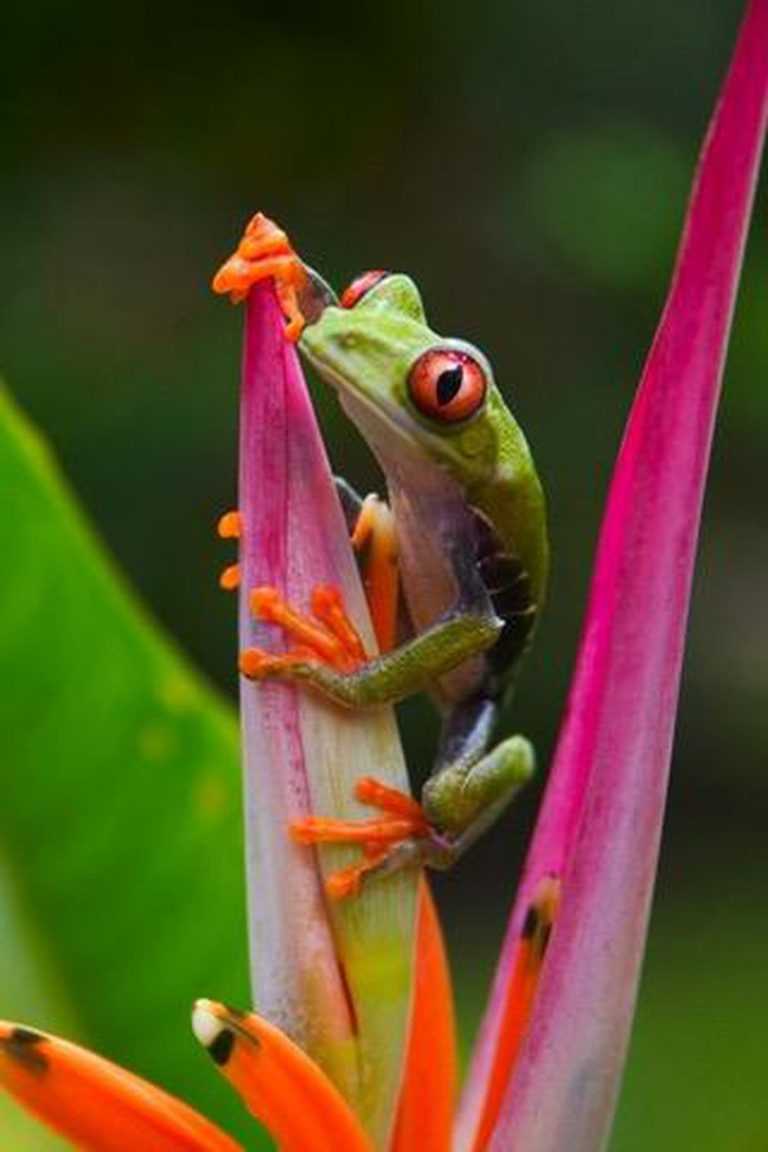 Frog Wallpaper Ixpap