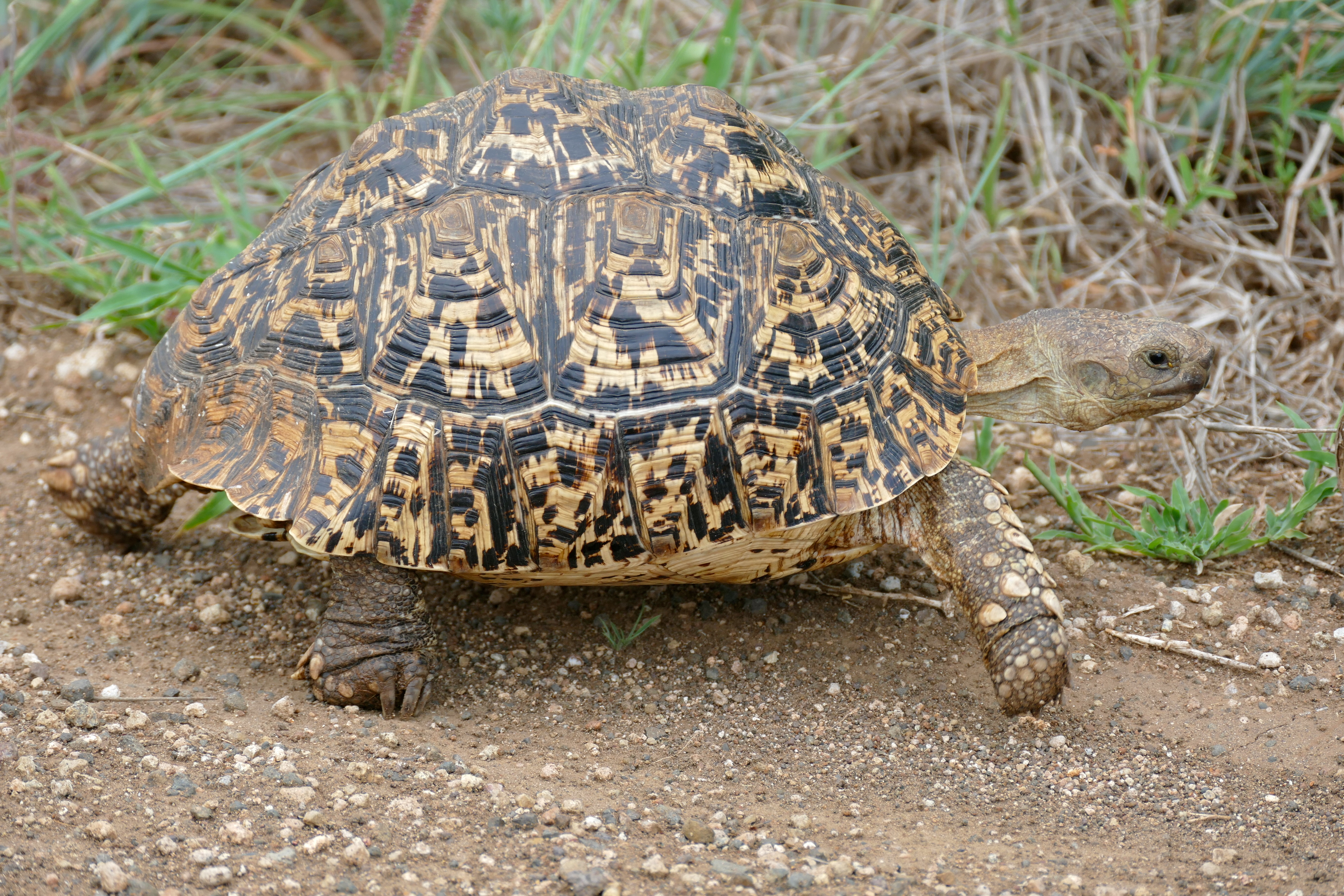 Leopard Tortoise Wikipedia
