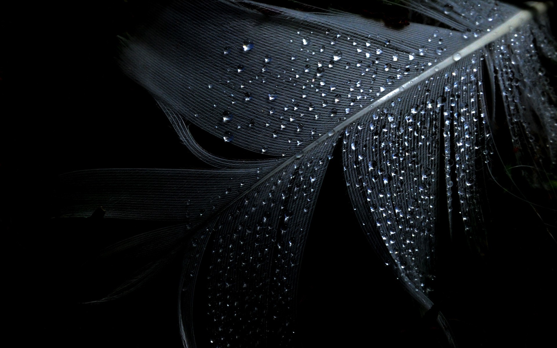 Black Dark Wallpaper Feathers