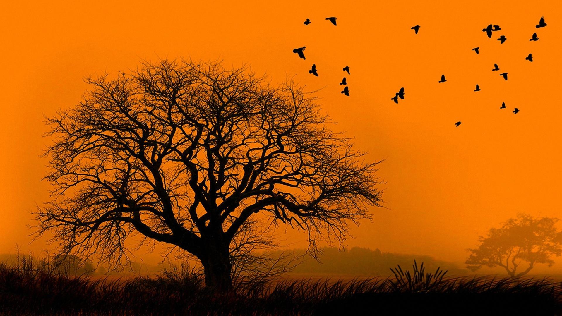 Jungle Sunset Flock Of Birds On Tree Wallpaper