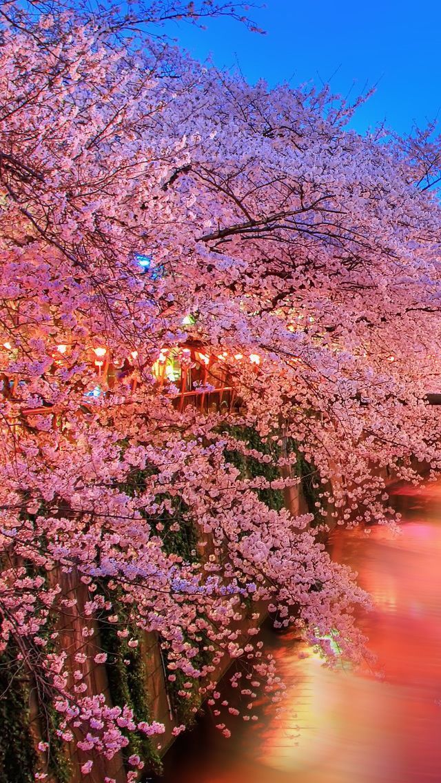 Dreamlike Spring iPhone 5s Wallpaper Flowers   God`s beautiful