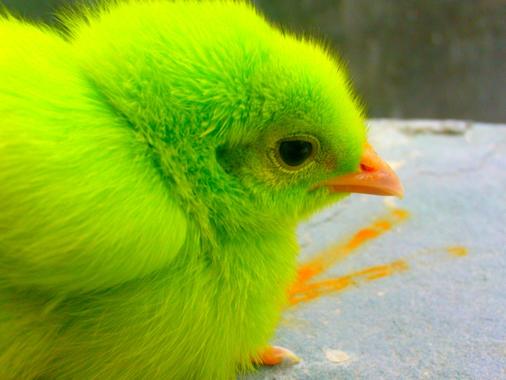 Baby Chickens Wallpaper Green Birds Chicken