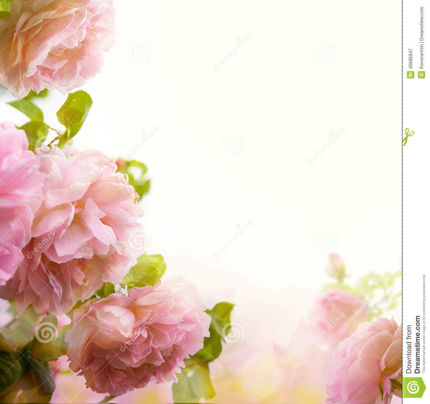 Image Pink Rose Flower Border Pc Android iPhone And iPad Wallpaper