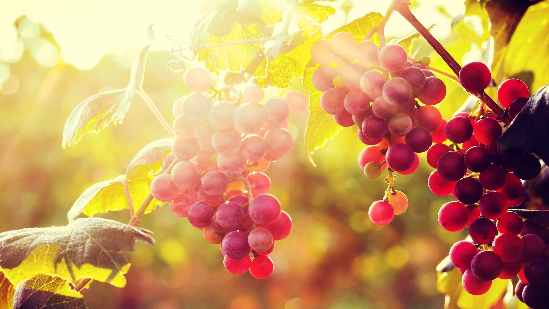 Sun With Grapes Wallpaper Android Wallpaperlepi