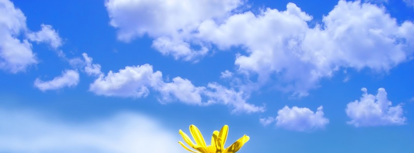Spring Daisy Wallpaper Get Cover Photos For Your Fb Timeline