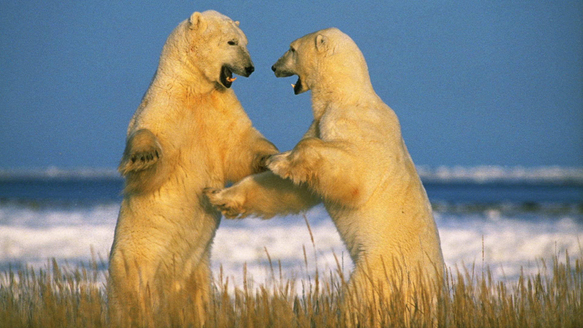 Polar Bear Wallpaper HD Background Image
