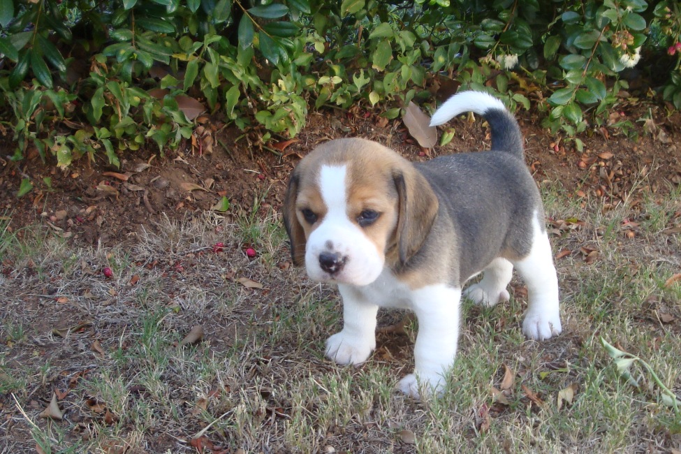 Url Kootation Cr Beagles Home Beagle Puppies For Sale Html
