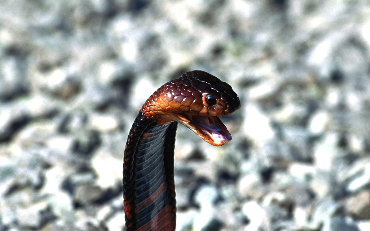 King Cobra Snake Wallpaper Which Is Under The
