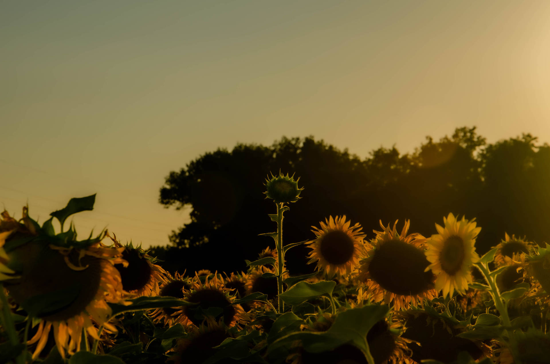 Sunflower Aesthetic Wallpaper