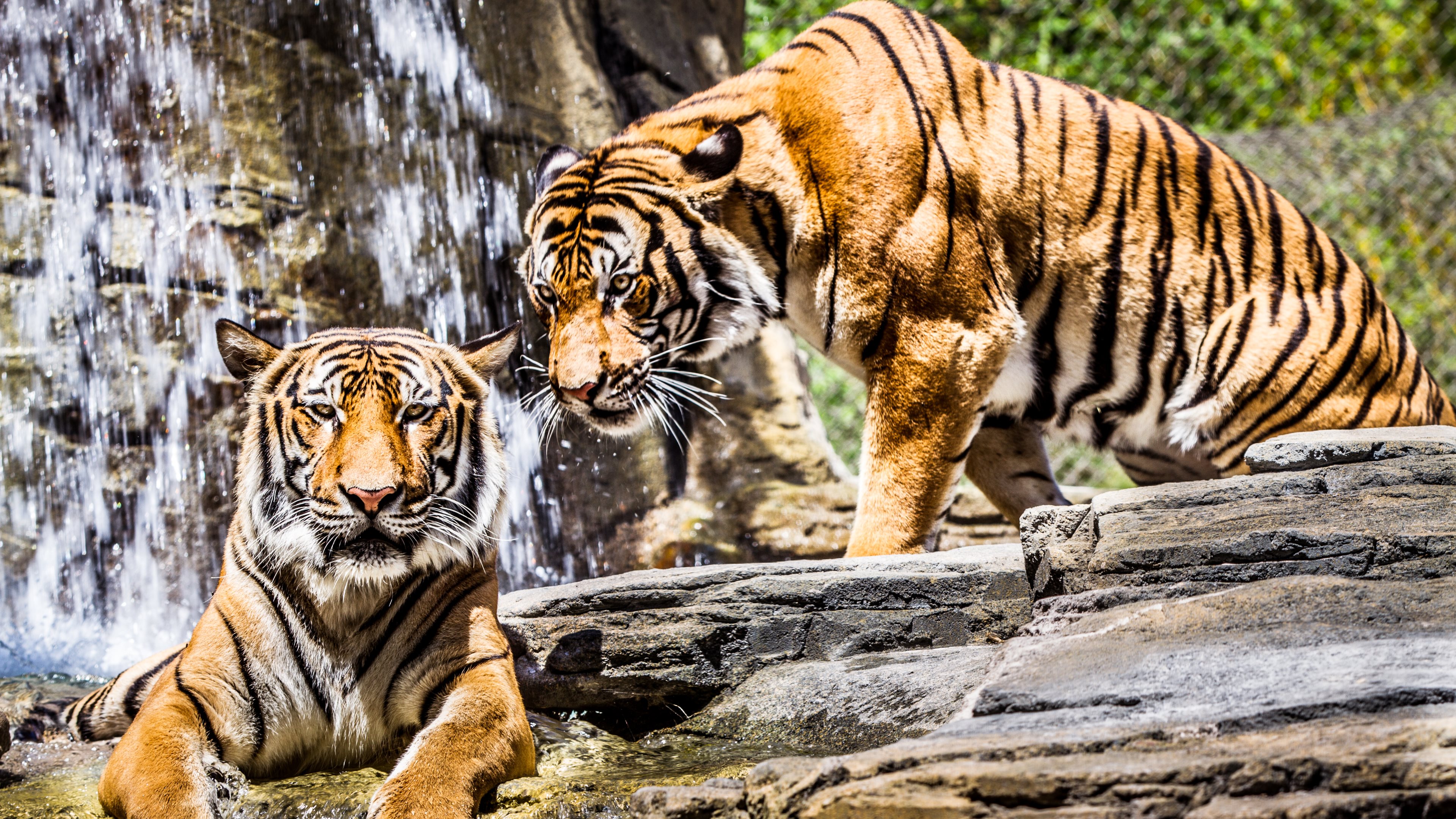 Two majestic tigers near a waterfall in a lush green environment