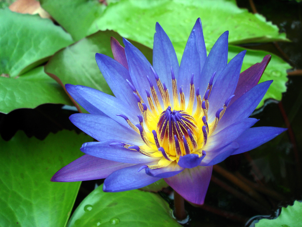Water Lily Wallpaper Flower